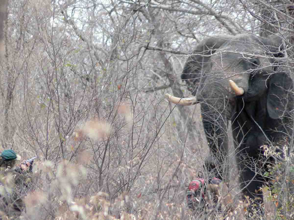 Elephant hunting in thick brush is close-range work. A bull is large and very intimidating to the novice.